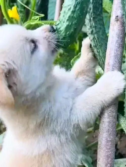 可爱狗吃瓜视频,萌态十足引网友爆笑