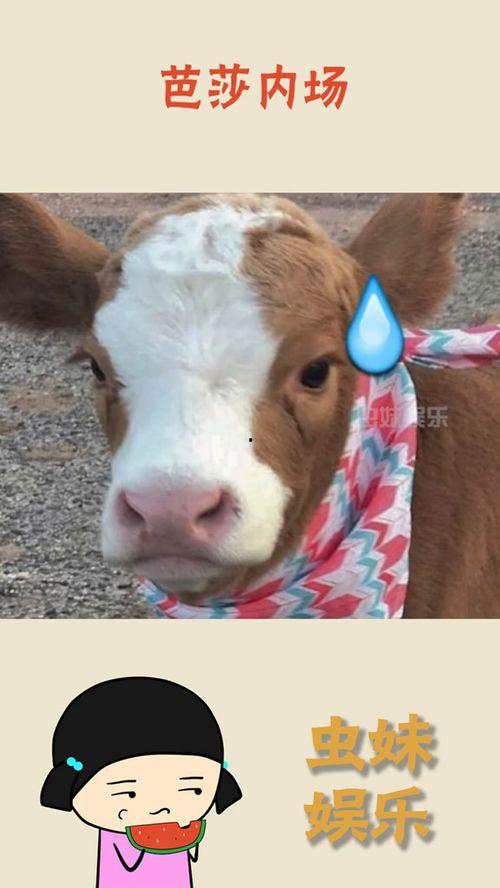 抖音吃瓜婴儿视频,吃瓜婴儿萌态十足,萌化网友心