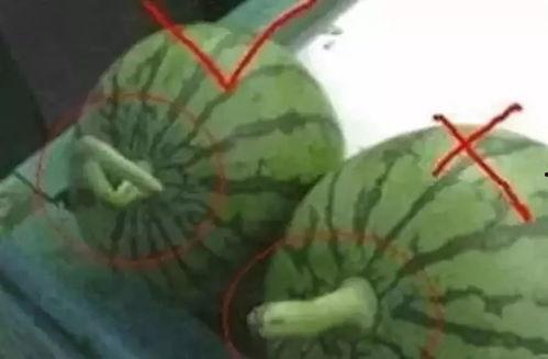 怎么做吃瓜的视频,跟着视频一起享受夏日清凉