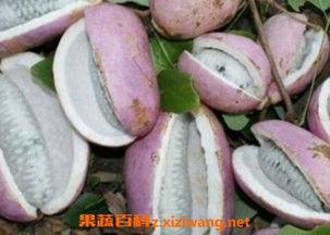 牛蛙吃八月瓜视频,八月瓜成盘中餐