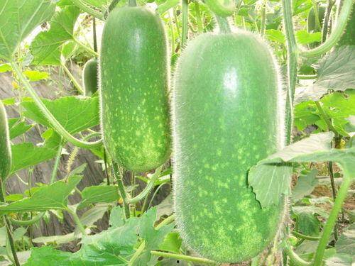 做小野瓜吃的视频大全图片,视频大全带你解锁田园风味