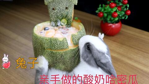 兔子牙吃哈密瓜视频大全,趣味视频大盘点