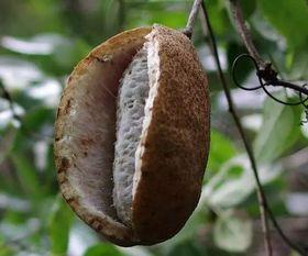 吃没有籽的八月瓜好吗视频,口感佳,营养多