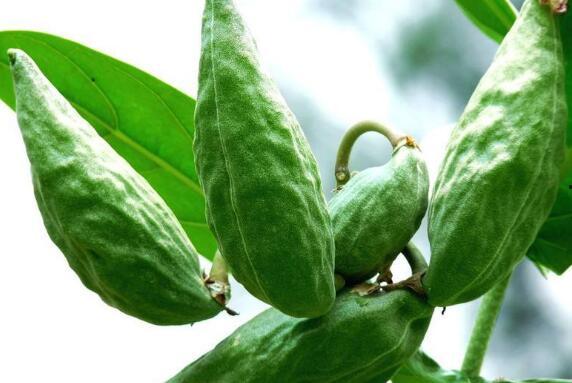 吃牛角瓜的视频,视频揭秘家常烹饪秘诀