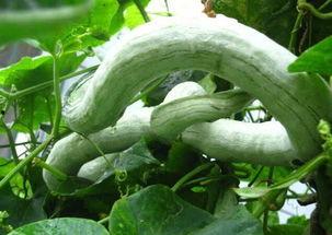 吃蛇瓜的小视频大全,小视频带你领略美味与奇观