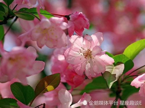 网红小鱼海棠的吃瓜视频,吃瓜视频背后的惊人真相