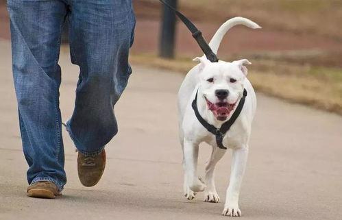 吃瓜看戏遛狗视频,吃瓜看戏遛狗,尽享悠闲时光