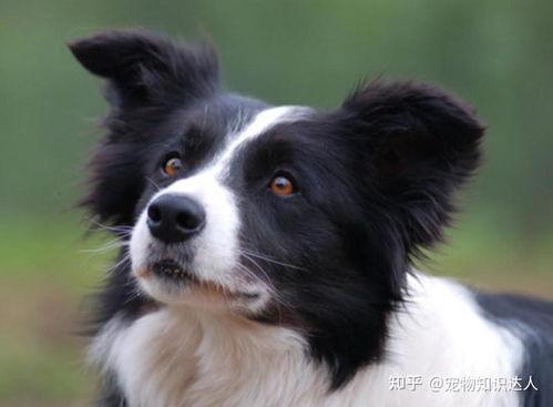 边牧吃哈密瓜好吗视频,边牧食用哈密瓜的安全性探讨