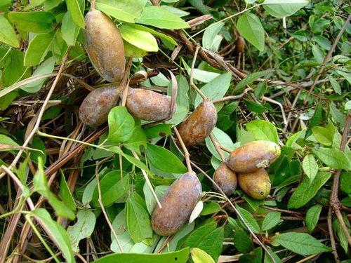 吃八月瓜的正确姿势视频,跟着视频学正宗吃法